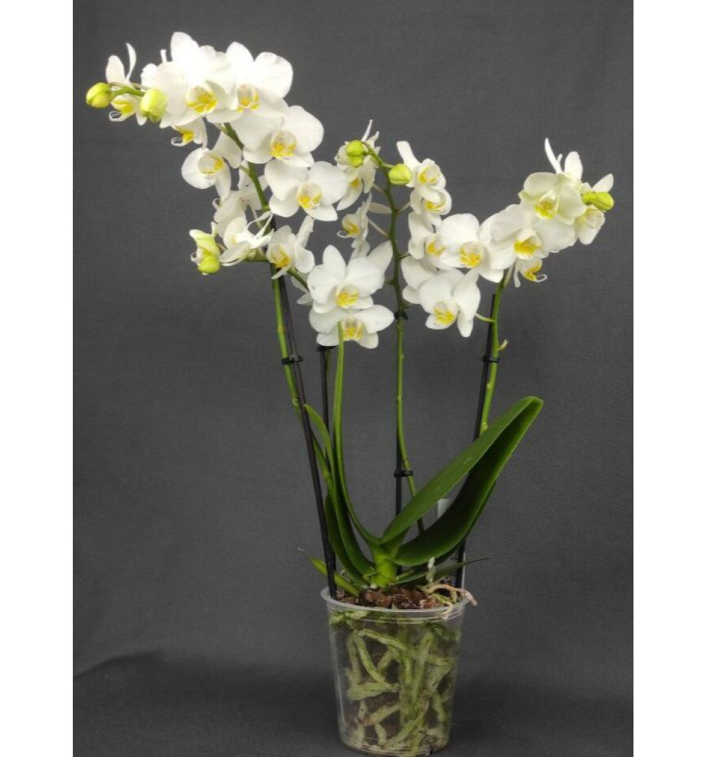 Белая Орхидея Фаленопсис